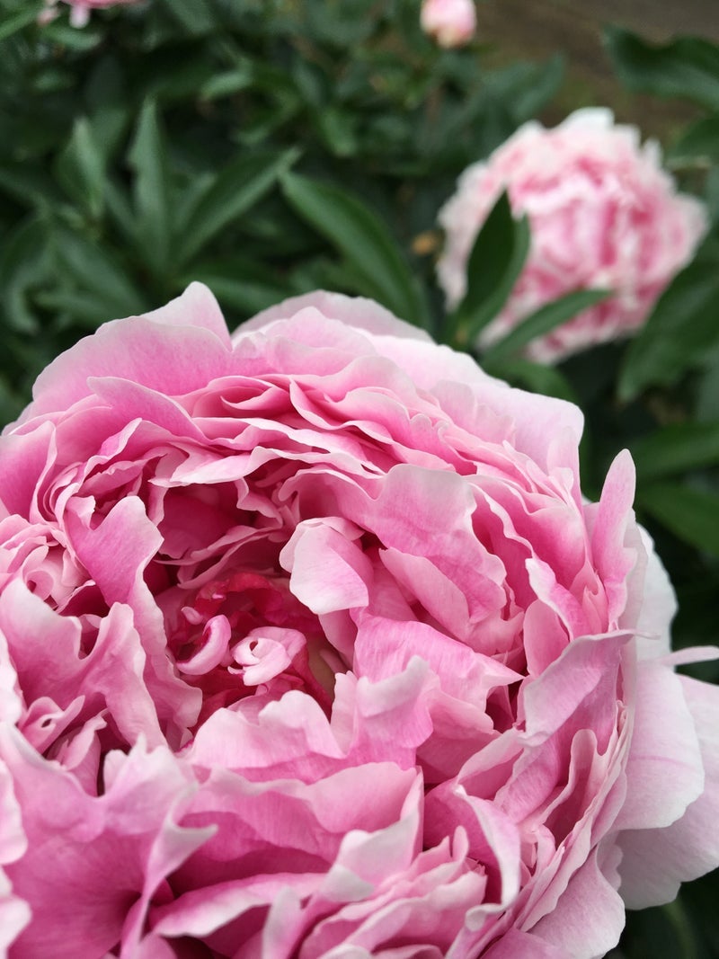 被害者を装うママ友の嘘のうつ病の画像