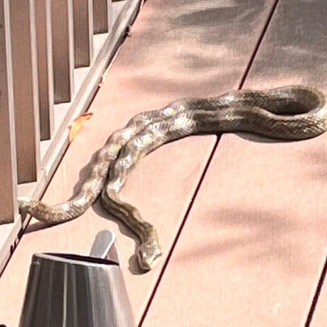 團十郎 朝から娘とするヘビの話の画像