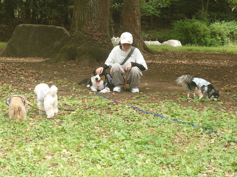 高橋英樹 嬉しい愛犬たちとの散歩の画像