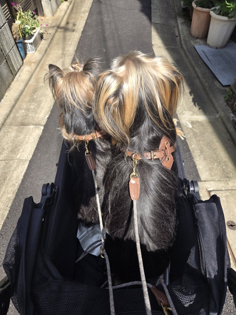 柔らかく馴染んできた革のハーネスの画像
