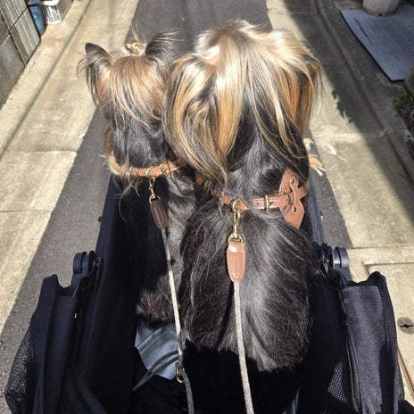 柔らかく馴染んできた革のハーネスの画像