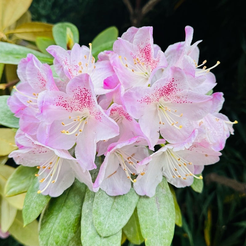 だいた 夫と計画する両親とのGWの画像