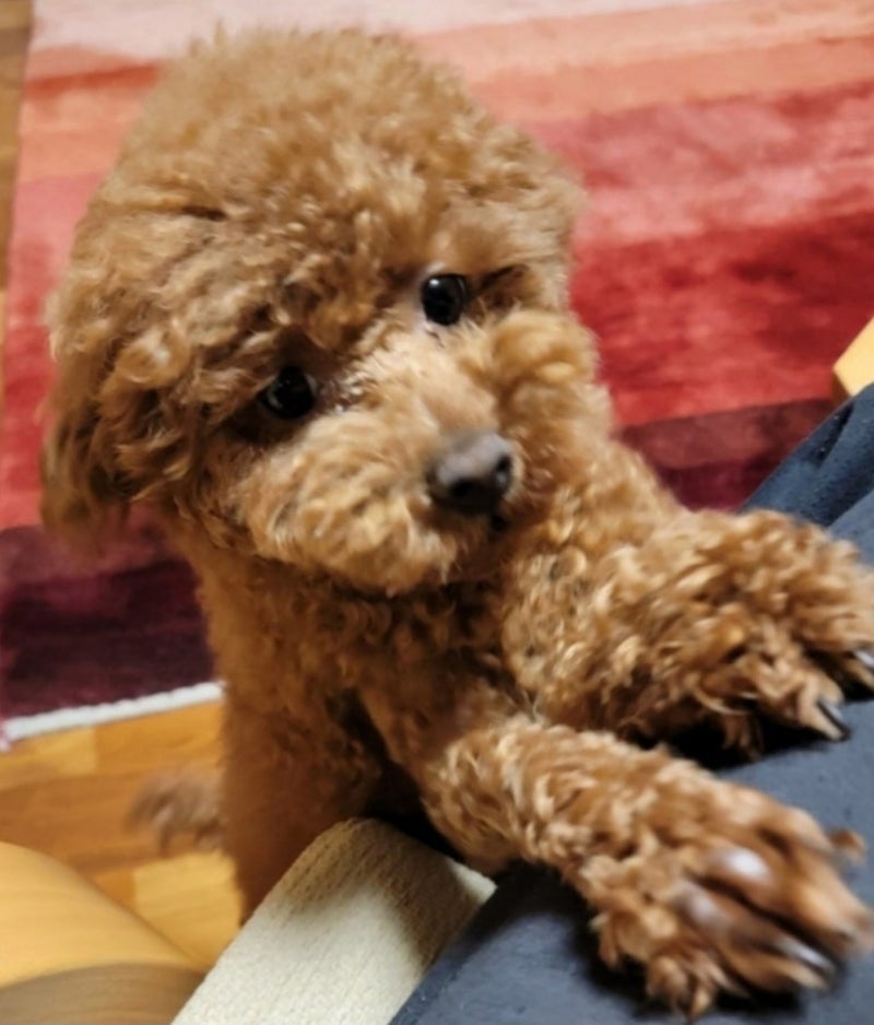 モト冬樹 心配だった保護犬の近況の画像
