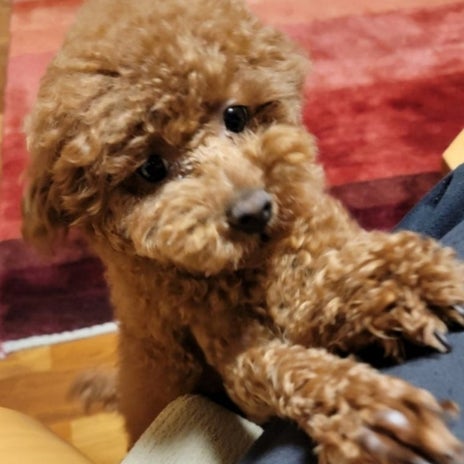 モト冬樹 心配だった保護犬の近況の画像