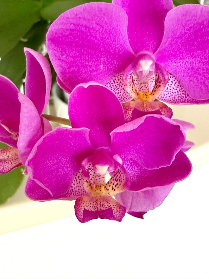 6月から咲く胡蝶蘭の最後の花の画像