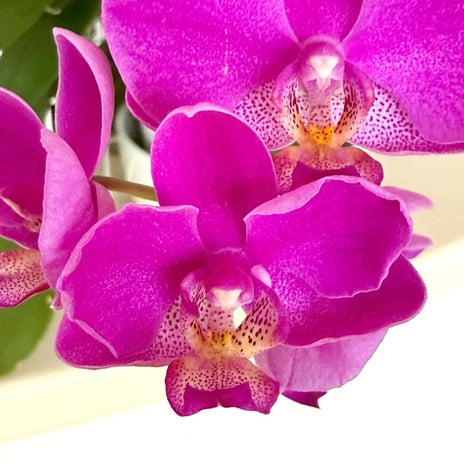 6月から咲く胡蝶蘭の最後の花の画像