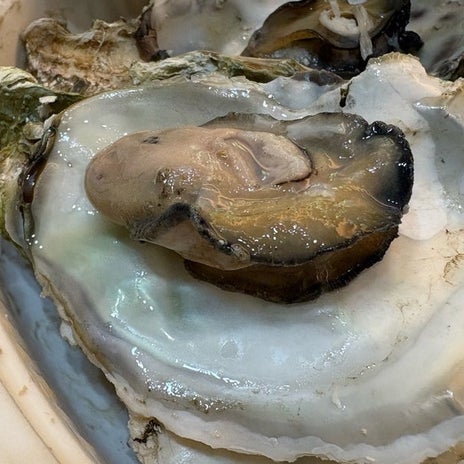 レンチンで食べられる殻付きの牡蠣の画像