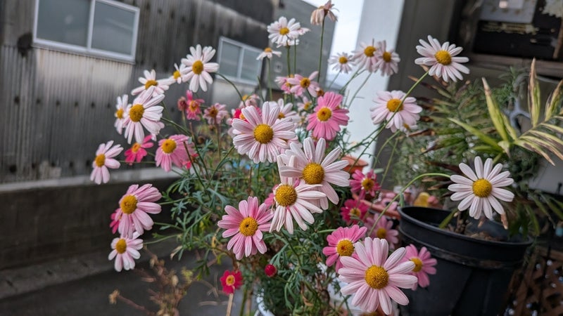 卒業式のお誘いを断った理由の画像