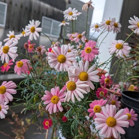 卒業式のお誘いを断った理由の画像