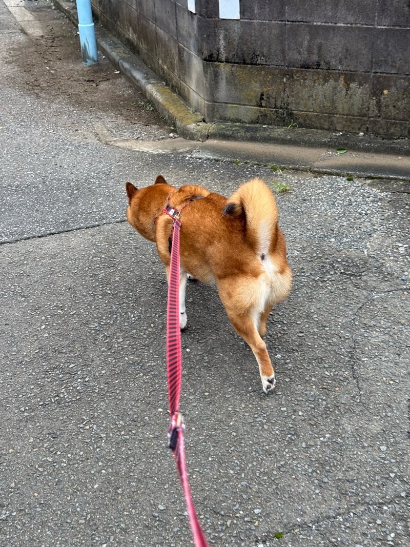 大掃除で怒り散歩でなおった機嫌の画像