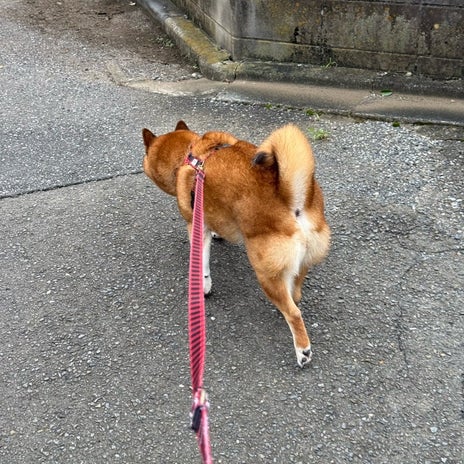 大掃除で怒り散歩でなおった機嫌の画像