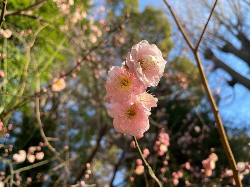 氏神様で咲き始めた可愛い梅の花の画像