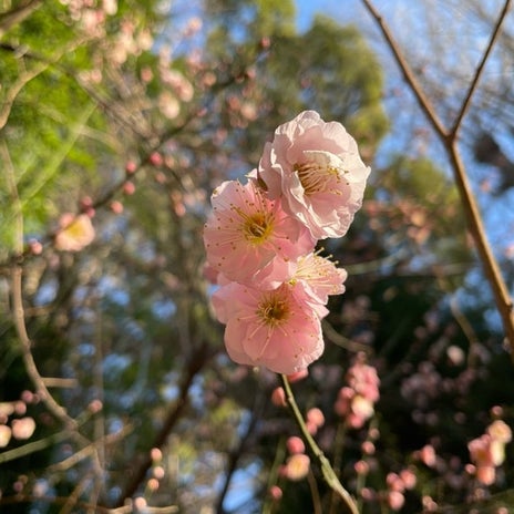 氏神様で咲き始めた可愛い梅の花の画像