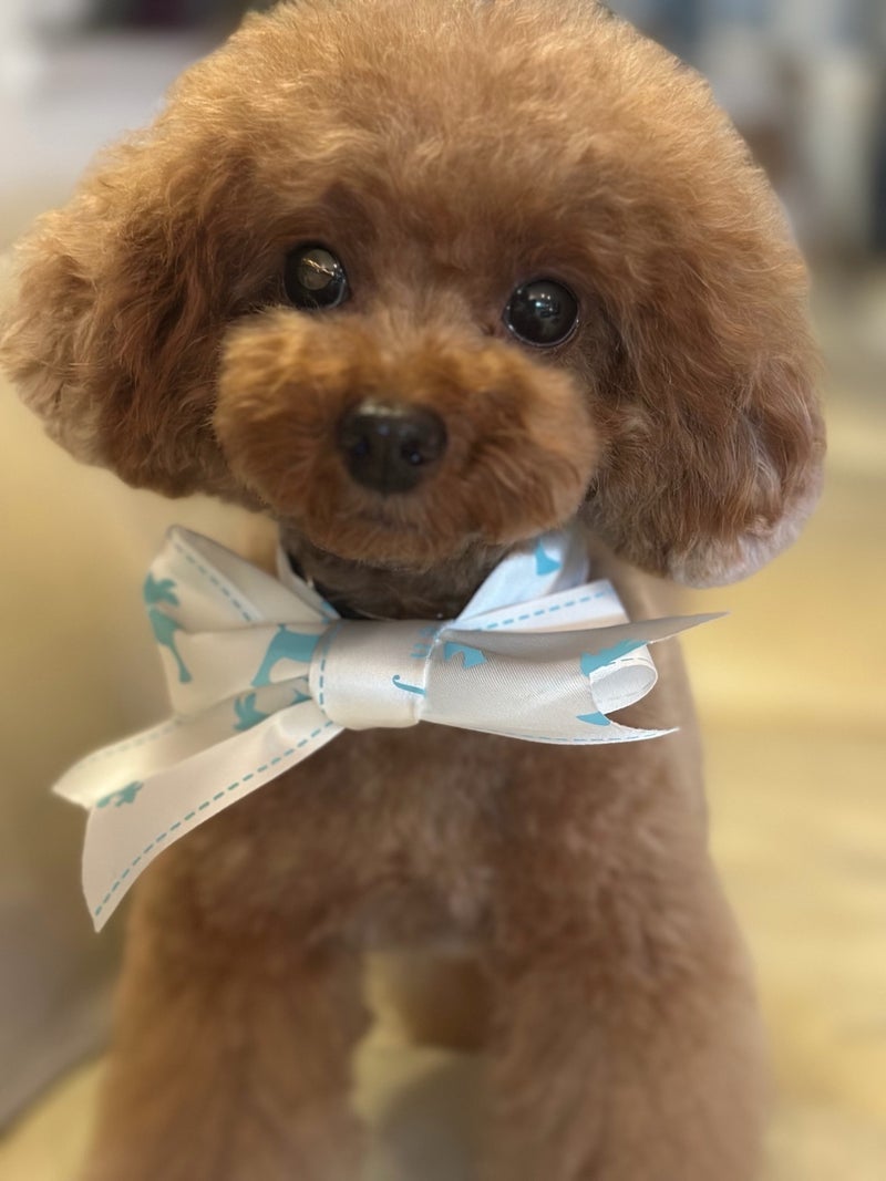 柏木由紀子 留守番を頑張る愛犬の画像