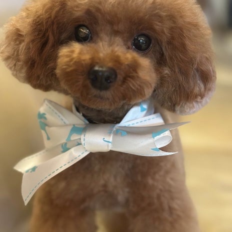 柏木由紀子 留守番を頑張る愛犬の画像