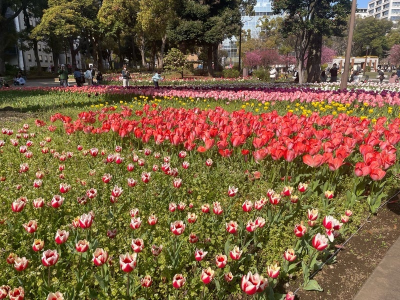 思いがけず見たキレイな花壇の画像