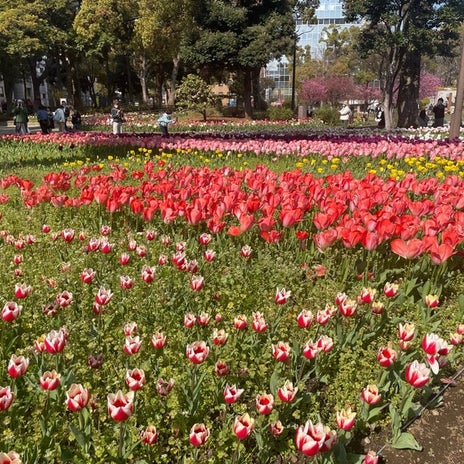 思いがけず見たキレイな花壇の画像