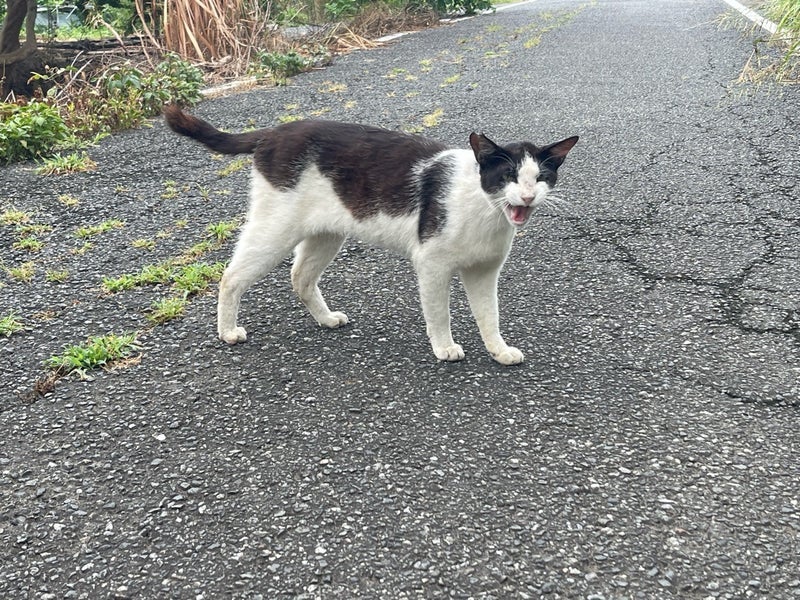 原田龍二 朝から見守っている愛猫の画像