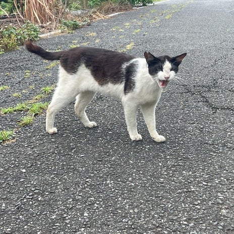 原田龍二 朝から見守っている愛猫の画像
