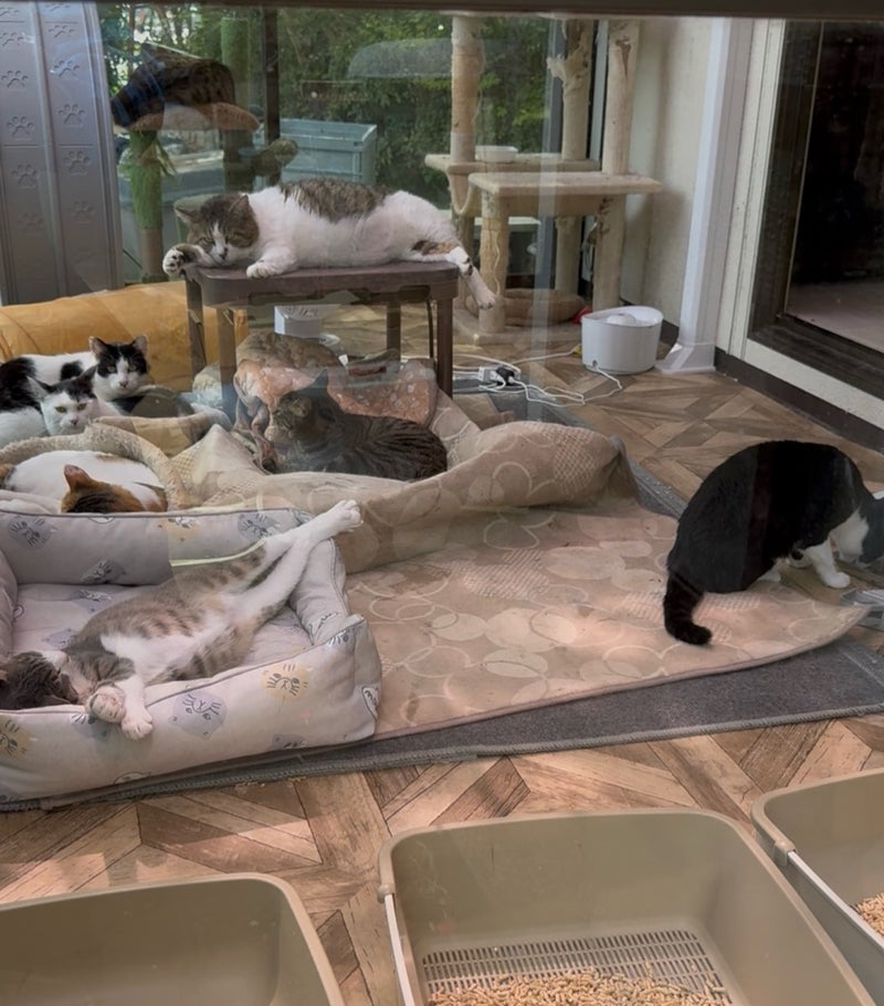 松居直美 うっとりしていた愛猫の姿の画像