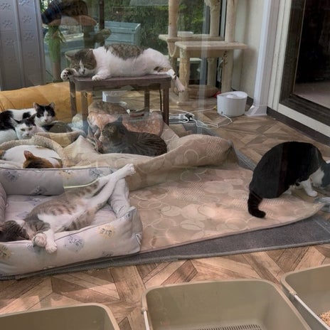 松居直美 うっとりしていた愛猫の姿の画像