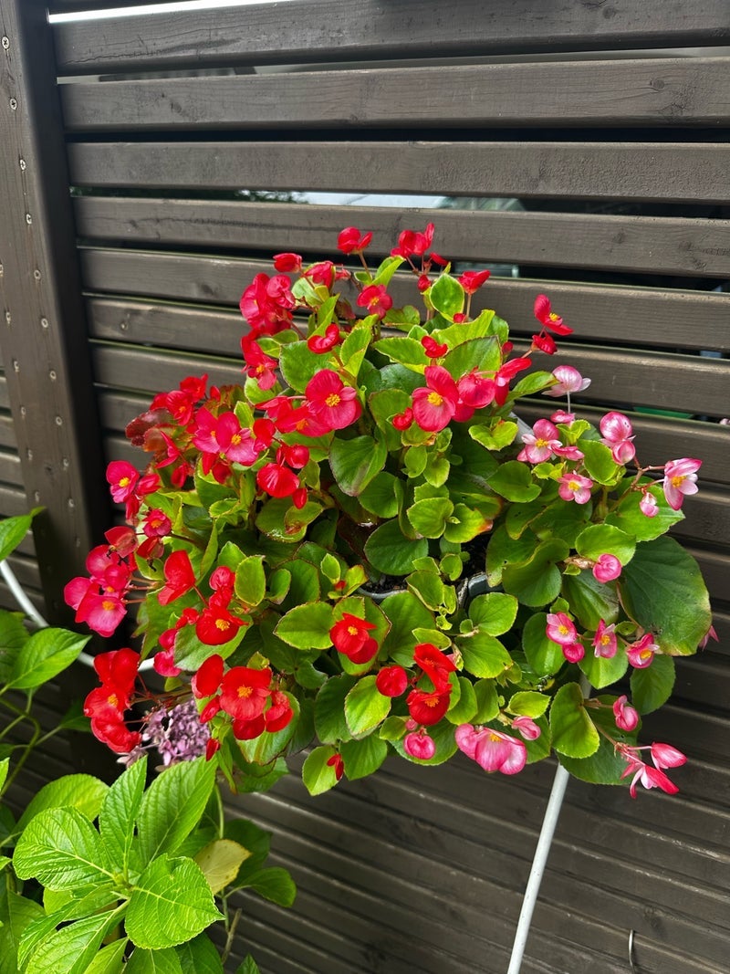 研ナオコ テラスのベゴニアが開花の画像