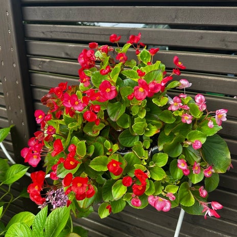 研ナオコ テラスのベゴニアが開花の画像