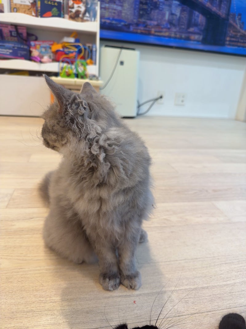 川崎希 子ども達と仲良しな愛猫の画像