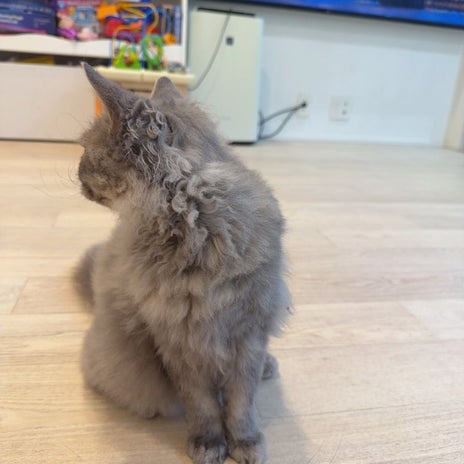 川崎希 子ども達と仲良しな愛猫の画像