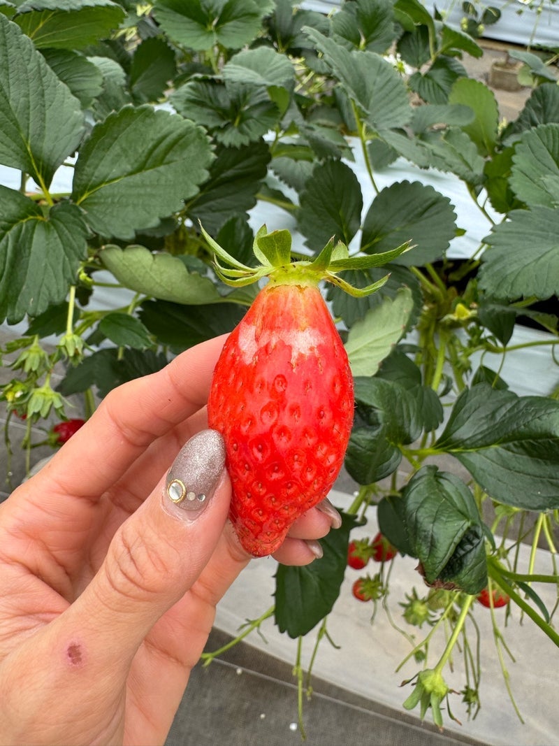 本当は教えたくない完璧なイチゴ狩りの画像