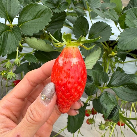 本当は教えたくない完璧なイチゴ狩りの画像