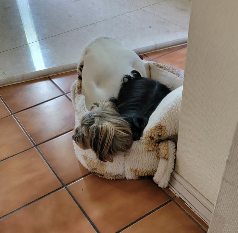 モト冬樹 妻を待つ一途な愛犬の画像