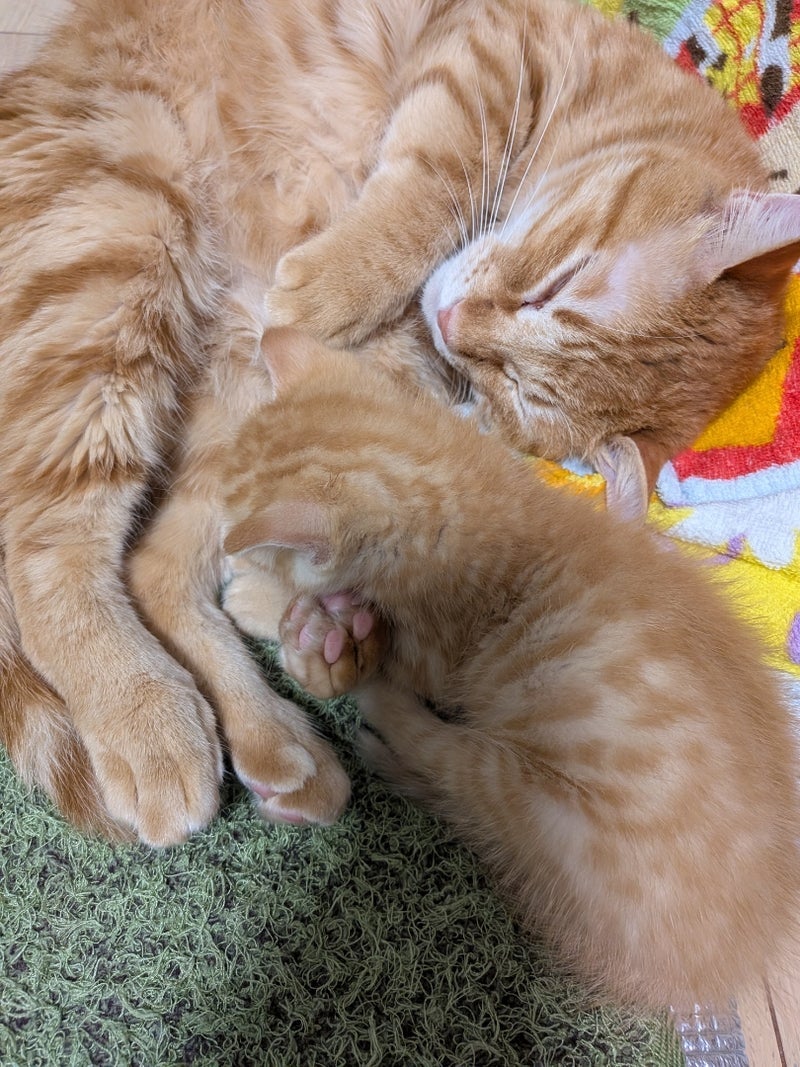 飼い猫の吐瀉物を食べる子猫の心配の画像