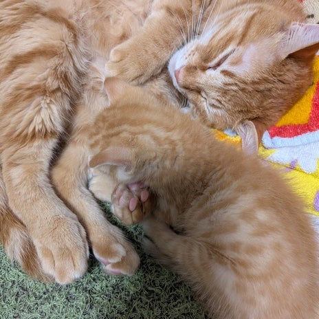 飼い猫の吐瀉物を食べる子猫の心配の画像