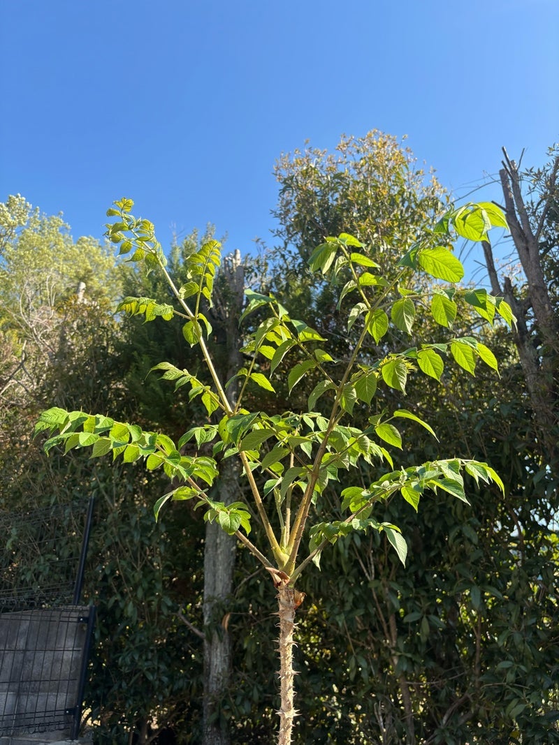 広川ひかる 亡き父のタラの芽成長の画像