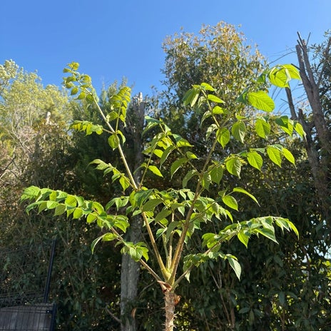 広川ひかる 亡き父のタラの芽成長の画像