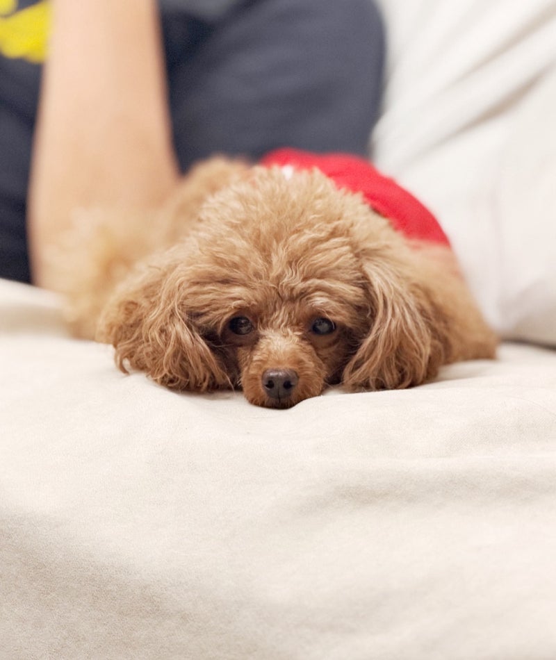 嬉しかったレモンの木の小さな実の画像