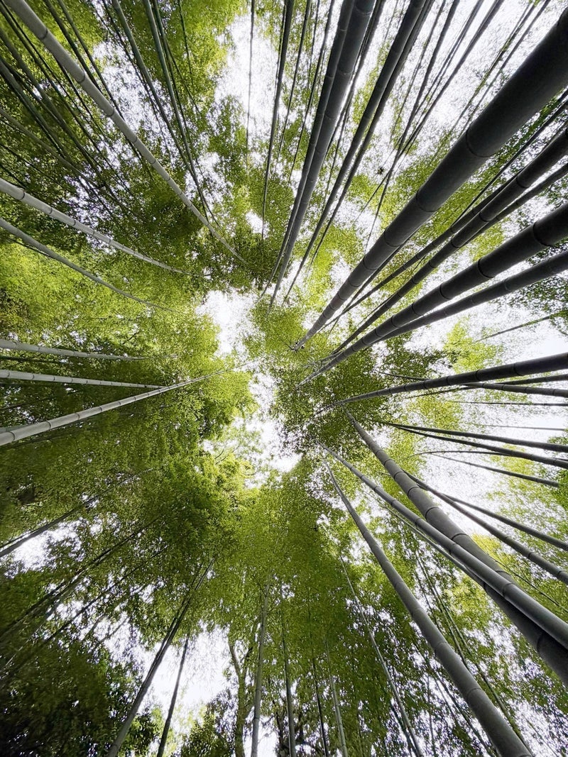 假屋崎省吾 鎌倉明月院の紫陽花の画像