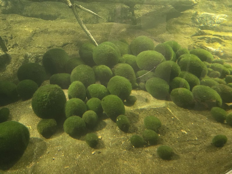 見たこともない超大型のマリモの画像