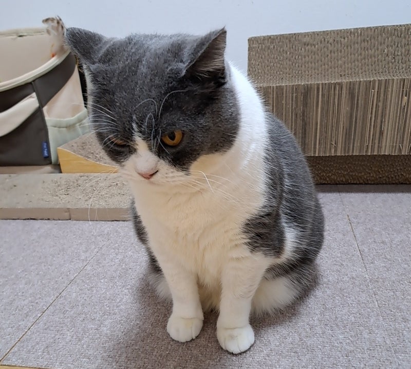 原因がわからないアレルギーの様子見の画像