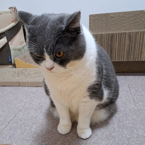 原因がわからないアレルギーの様子見の画像