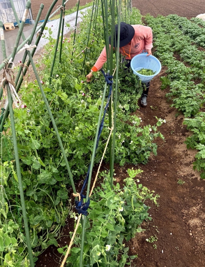 北斗晶 収穫した立派なえんどう豆の画像