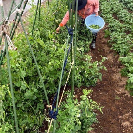 北斗晶 収穫した立派なえんどう豆の画像
