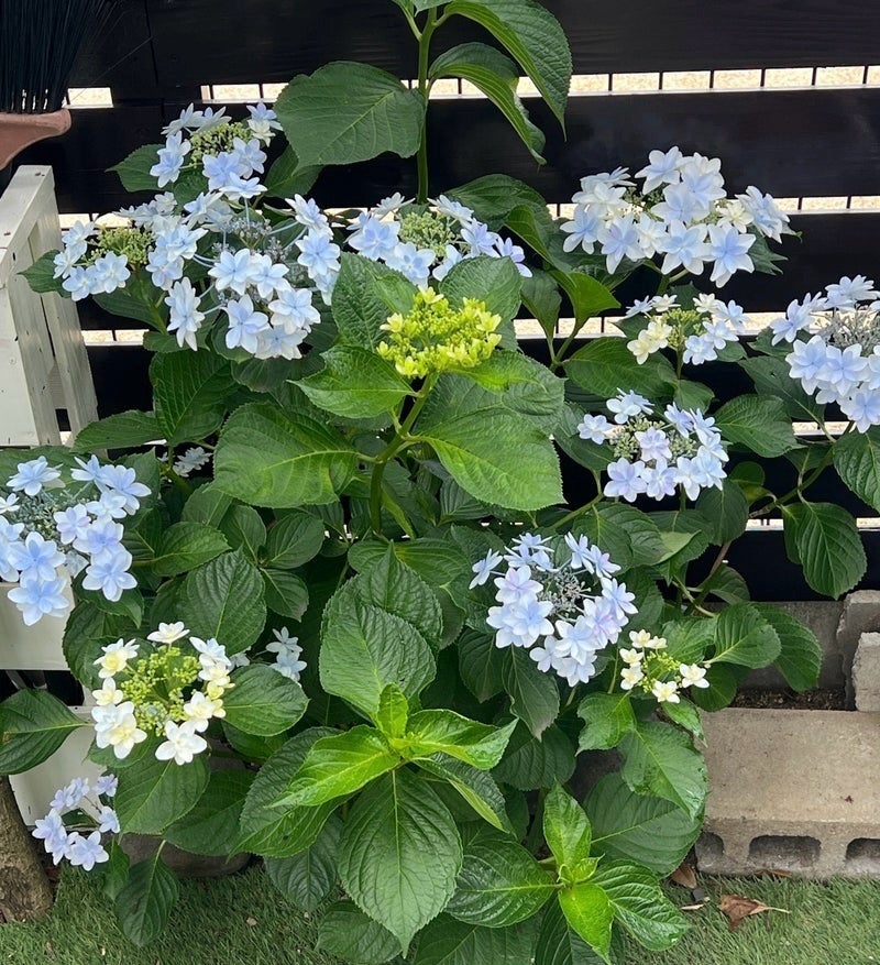 やりすぎ厳禁なアジサイのお礼肥の画像