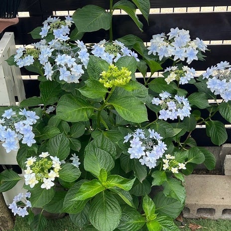 やりすぎ厳禁なアジサイのお礼肥の画像