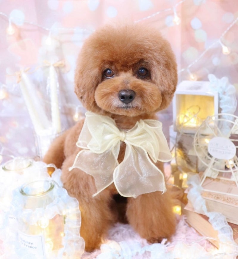 トピックス画像