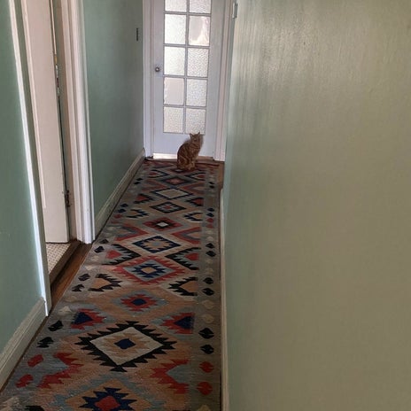 野沢直子 夫を待っている可愛い愛猫の画像