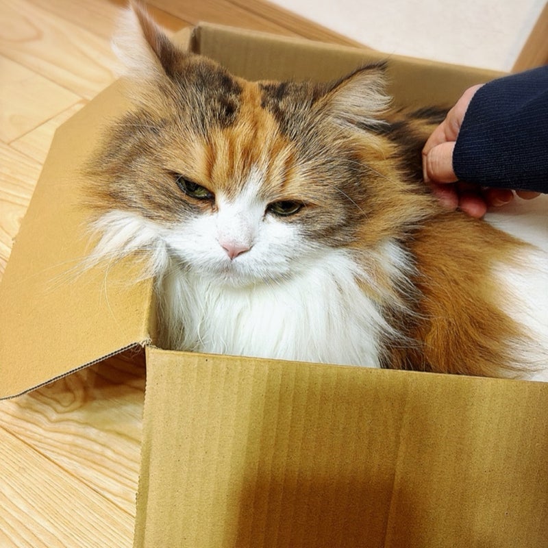 4人家族の食費が予算内だった理由の画像