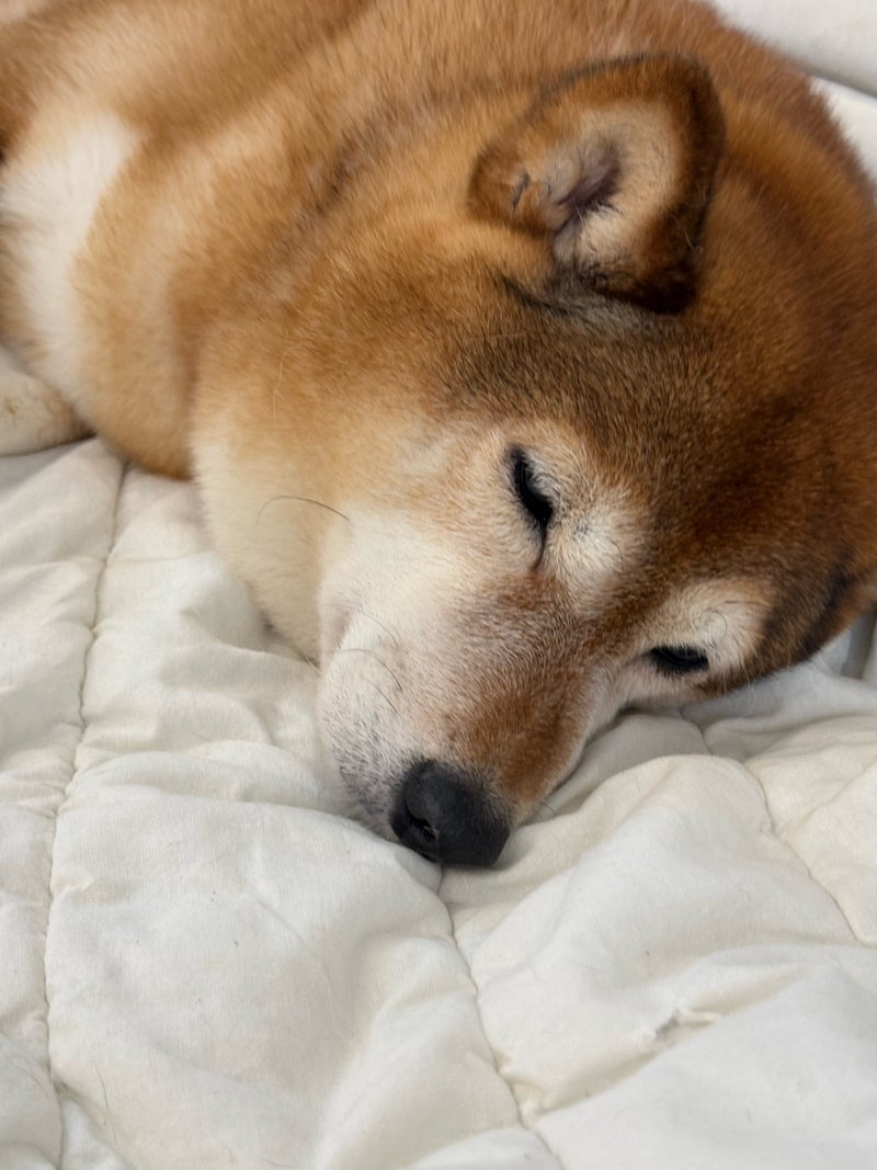 仕事の横で気持ち良さそうな寝息の画像