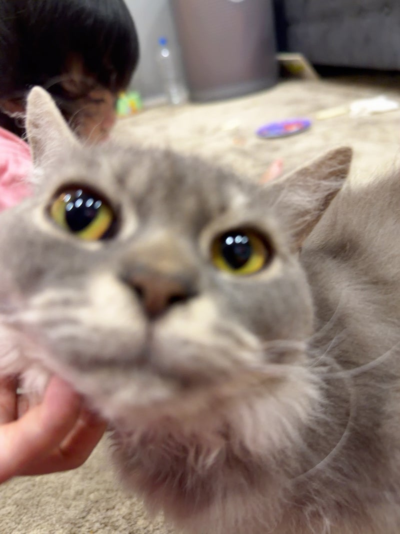 川崎希 とっても仲良しな次女と愛猫の画像